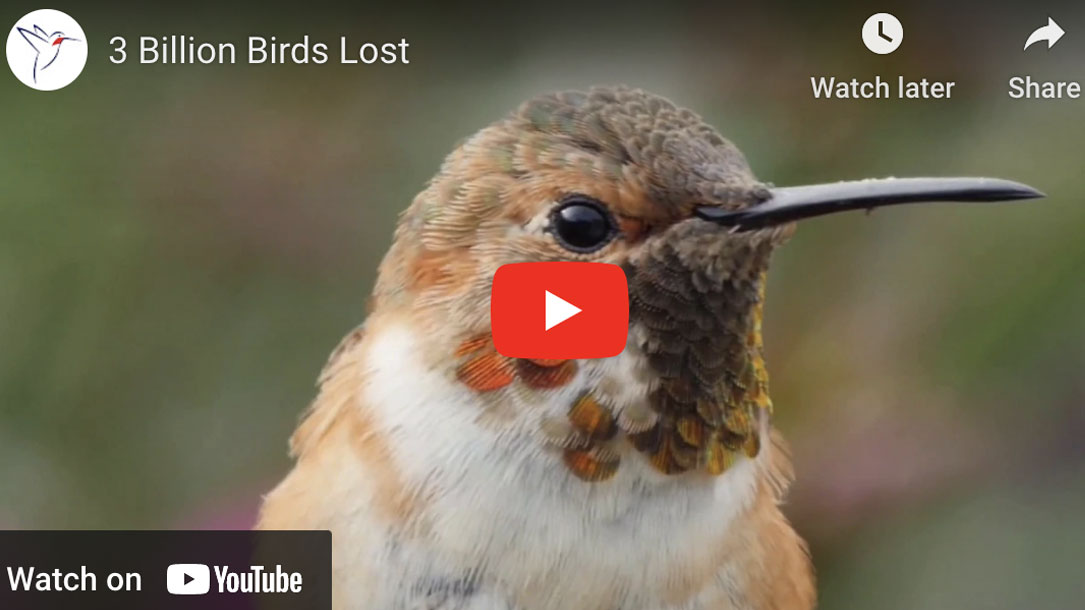 3-billions-birds-lost