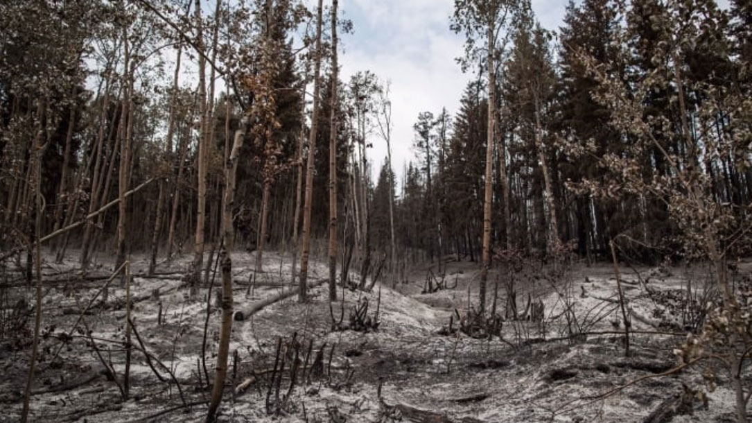 Ash Covers The Ground In An Area Burned By The Shovel Lake Wildfire