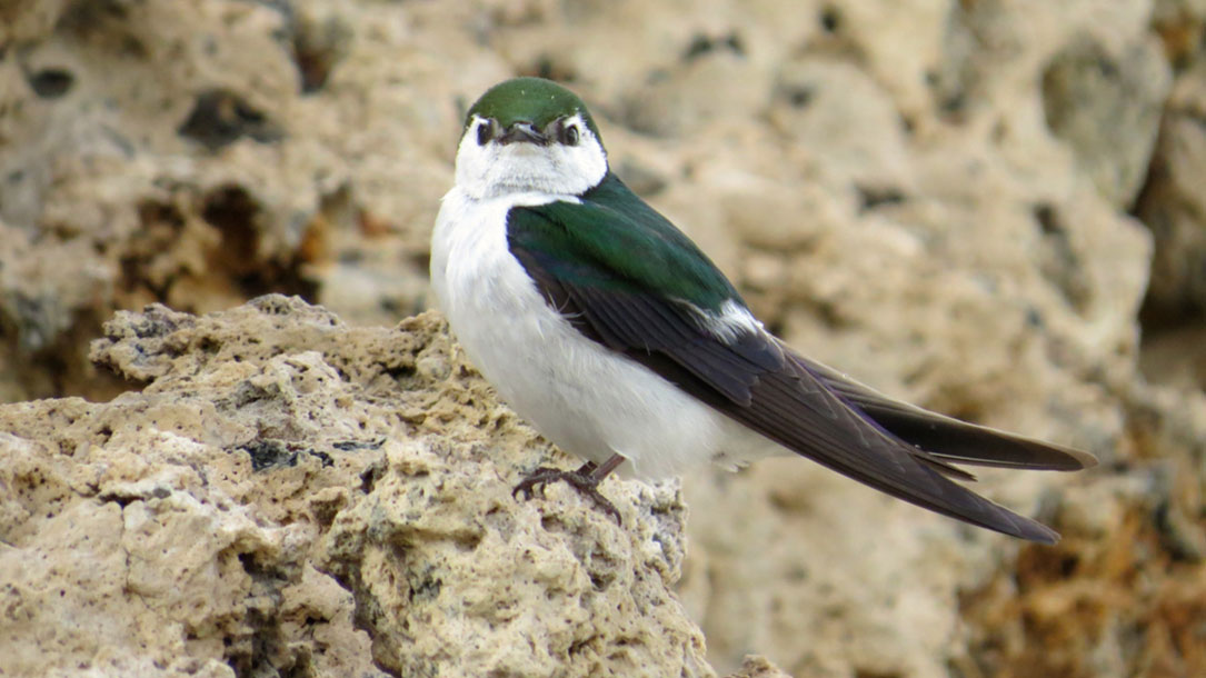 Violet-green swallow