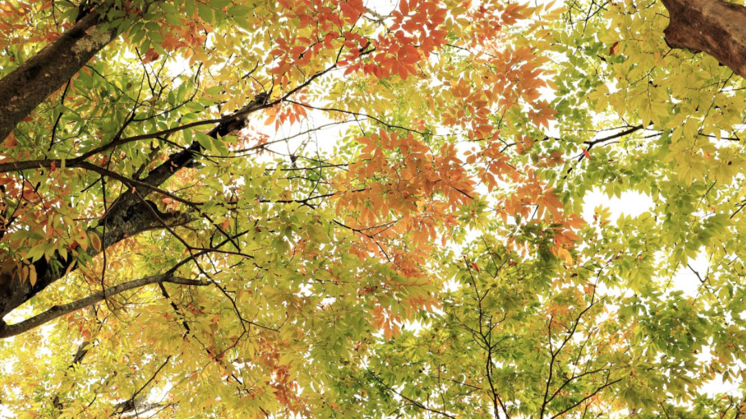 Fall Tree Canopy