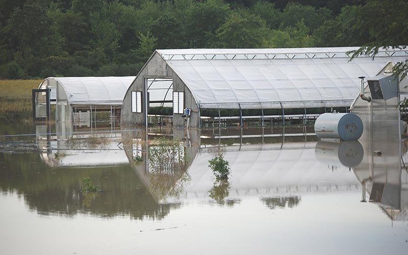 Flooded Greenhouse