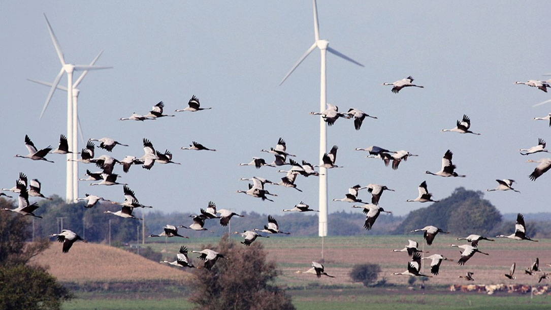 Flying Birds Near Turbines