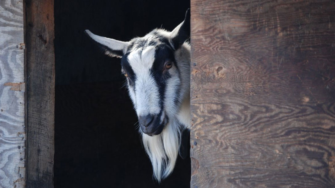 Goat Peeking Out Of Barn Opening