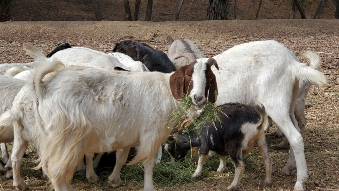 A herd of goats spent the fall in and around Deer Canyon Park in Anaheim, Calif., helping to keep grasses and other potential wildfire fuels in check.