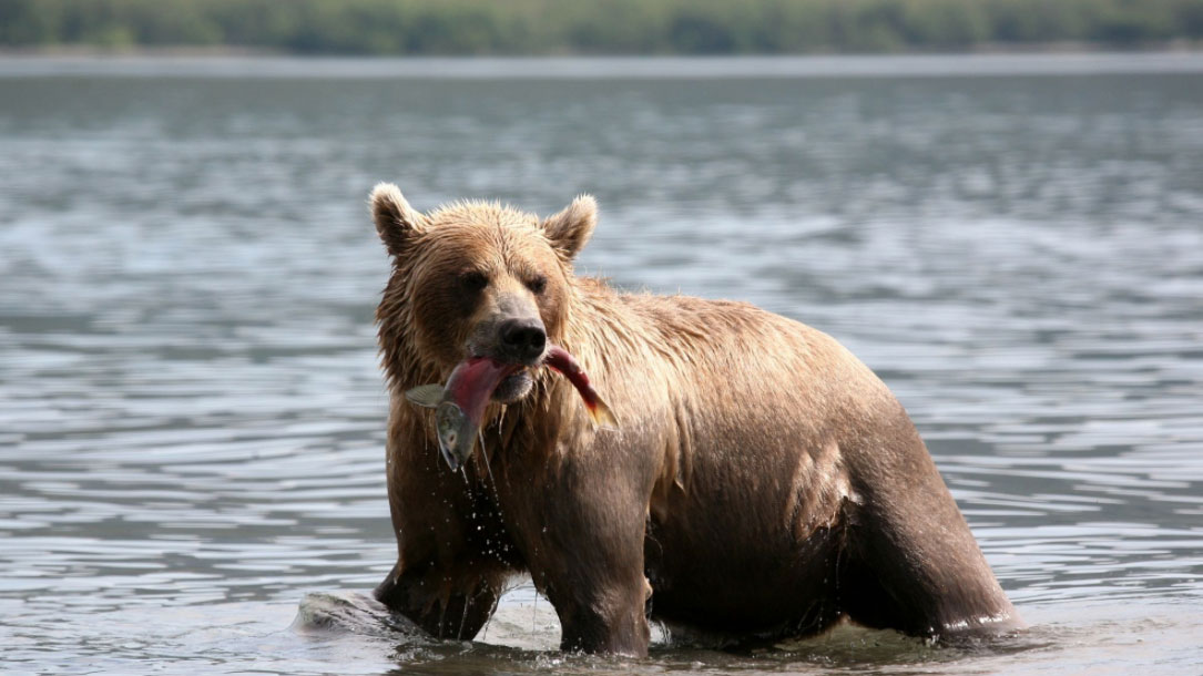 Grizzly With Salmon