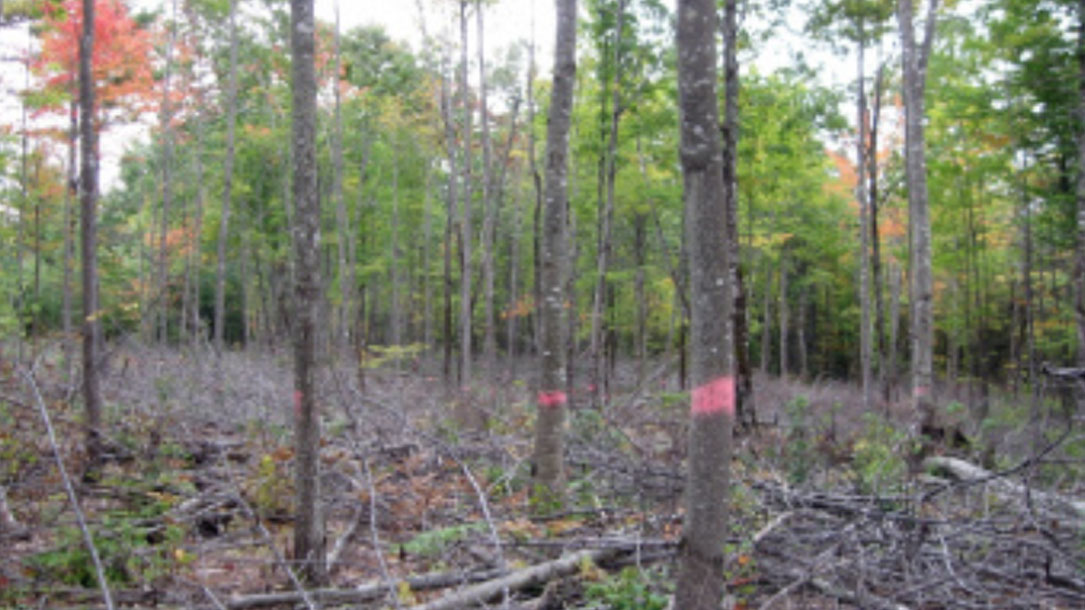 HARVEST PRACTICES SUCH AS THIS THINNING TO RELEASE FUTURE CROP TREES FROM COMPETITION CAN LEAD TO GREATER CARBON STORAGE IN FORESTS AND FOREST PRODUCTS OVER THE LONG TERM