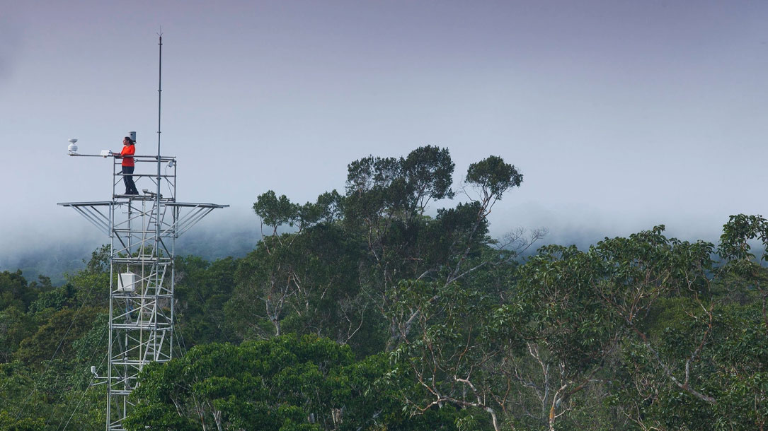 Juliane Menezes Stands Atop An Observation Tower For A Project That Aims To Measure The Effects Of Enhanced Carbon Dioxide On The Amazon Rainforest