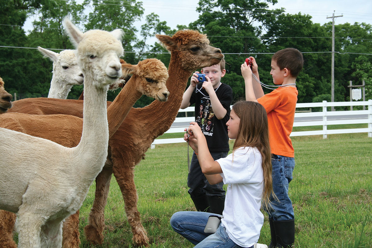 kids photographing llamas