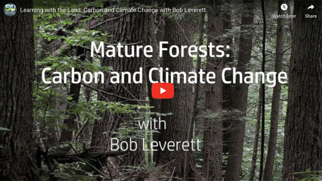 Mature Forests Video Screenshot