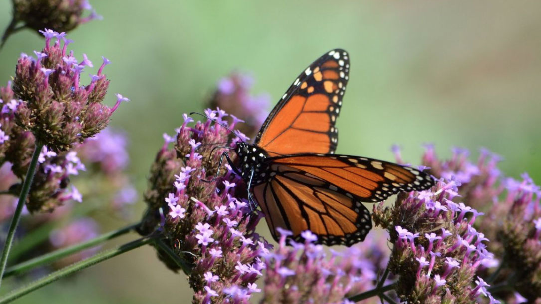 Monarch On A Purple Stemen