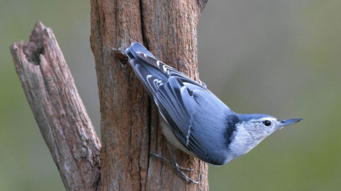Nuthatch On Hollow Branch