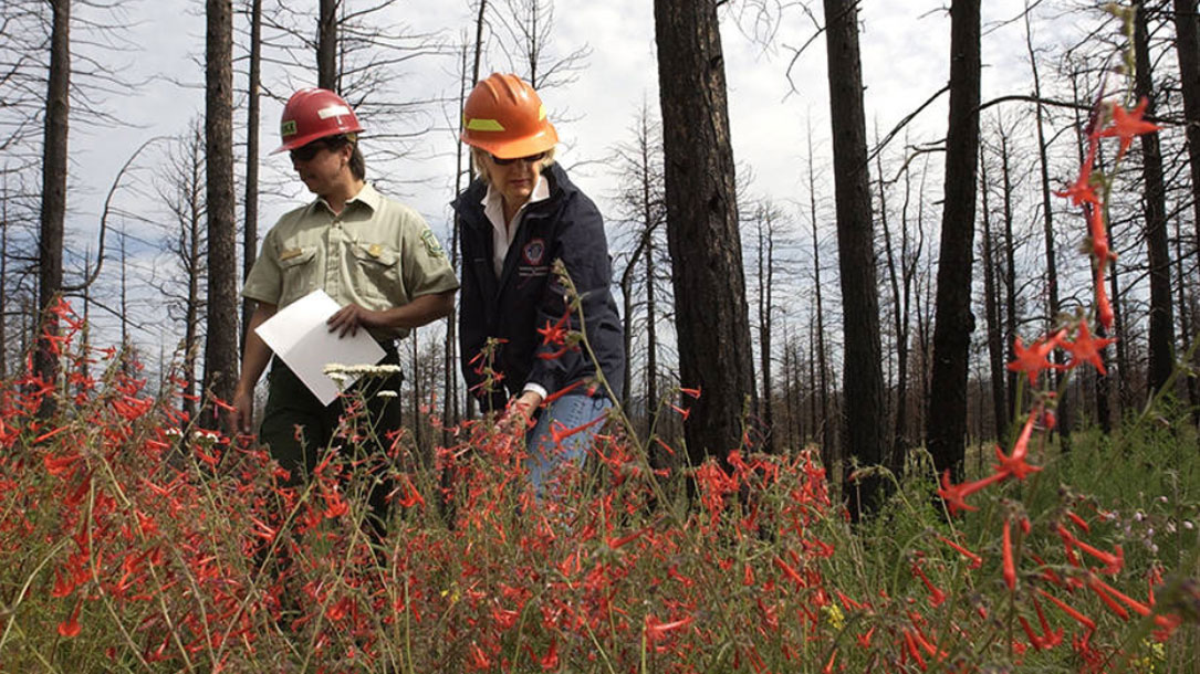 Researchers In A Stand Of Ponderosa Pines Two Years After A Wildfire