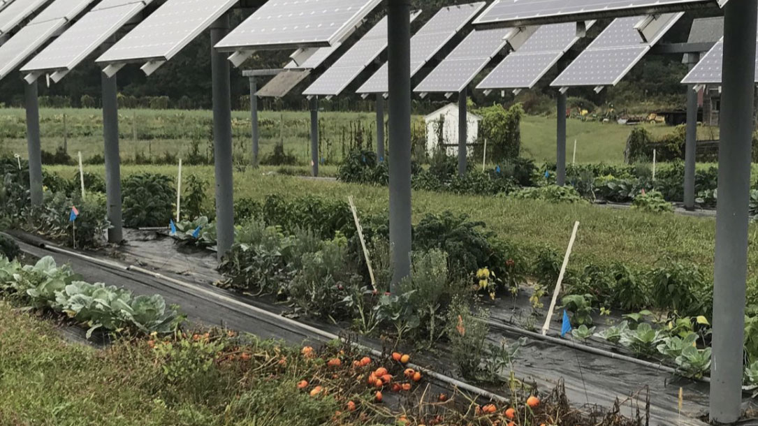 Solar Farm With Flowers