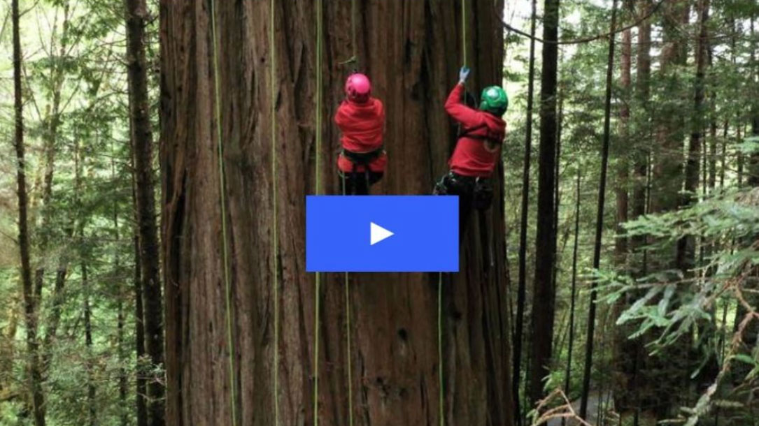 Tree Climbers Screen Grab