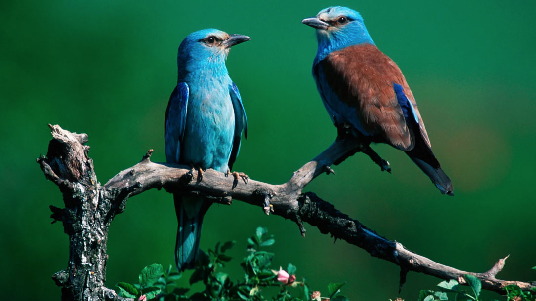 Two Blue Birds On Branch