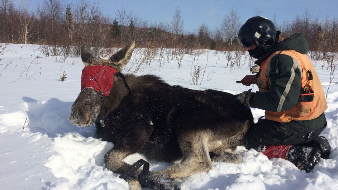 A Moose Captured For Tick Count