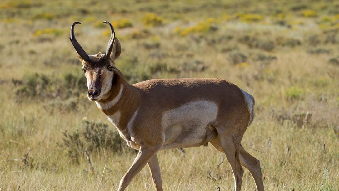 Antelope