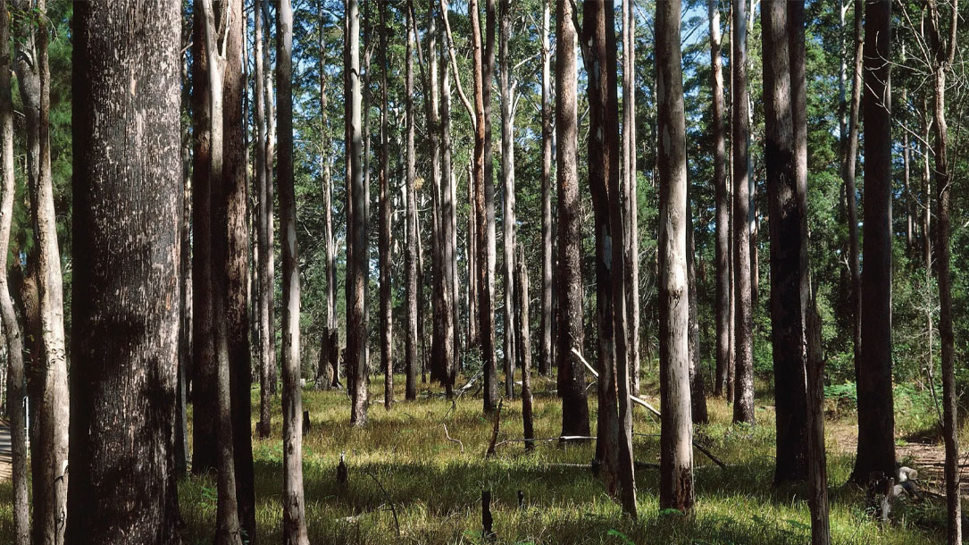 Australian Forest