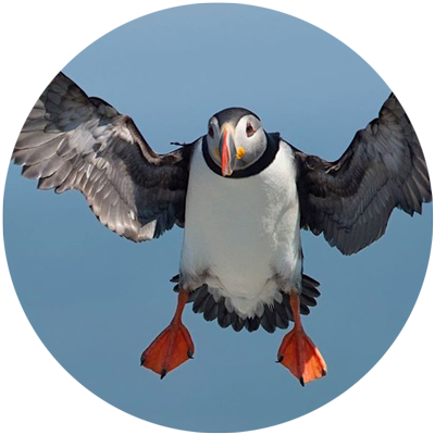 puffin in flight