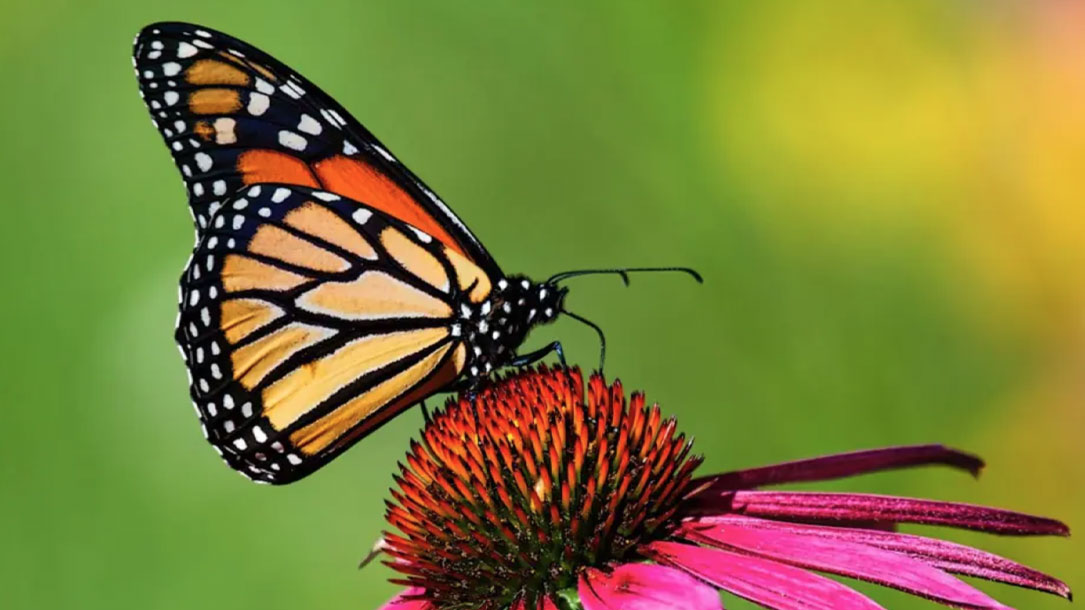 Beautiful Monarch Butterfly