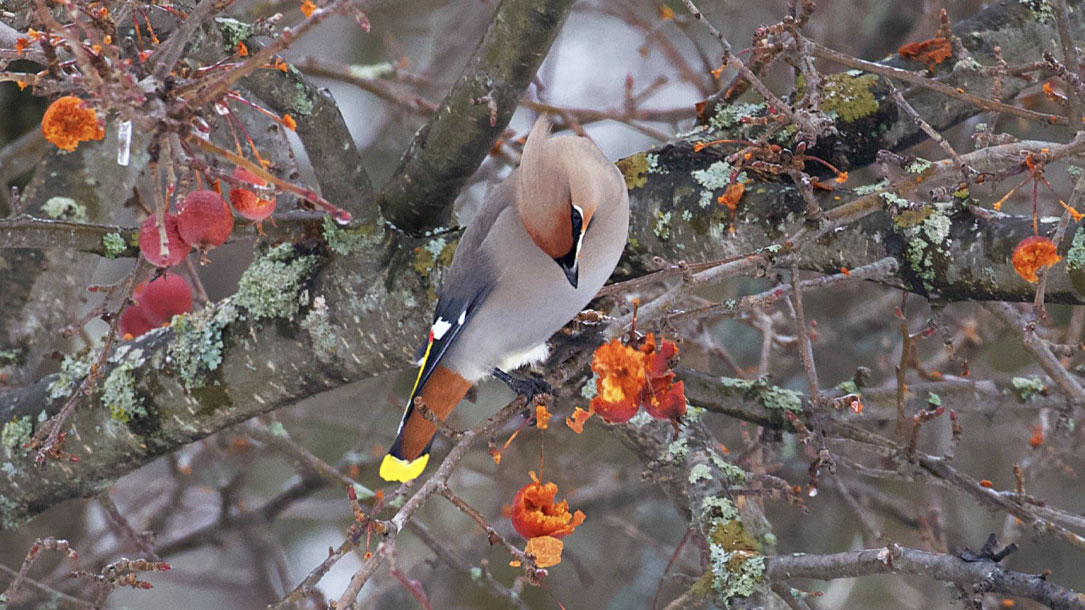 Bird And Berries