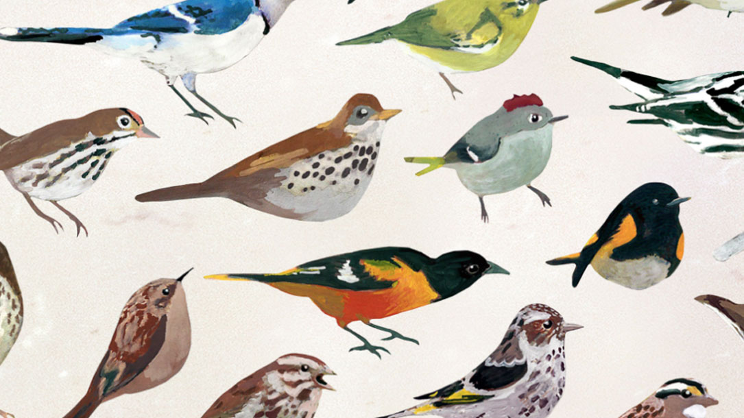 Bird Collage