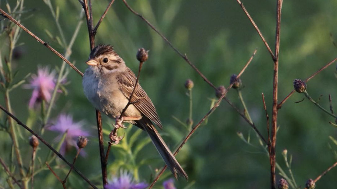 Bird On Woody Stalk