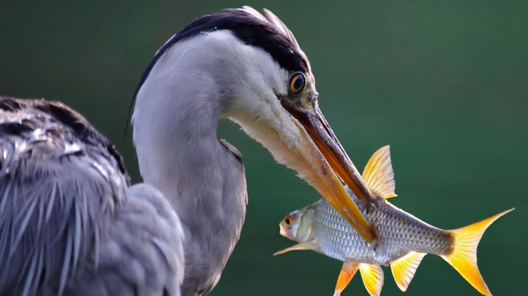 Bird With Caught Fish