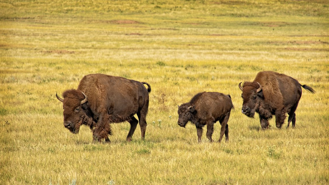 Bison