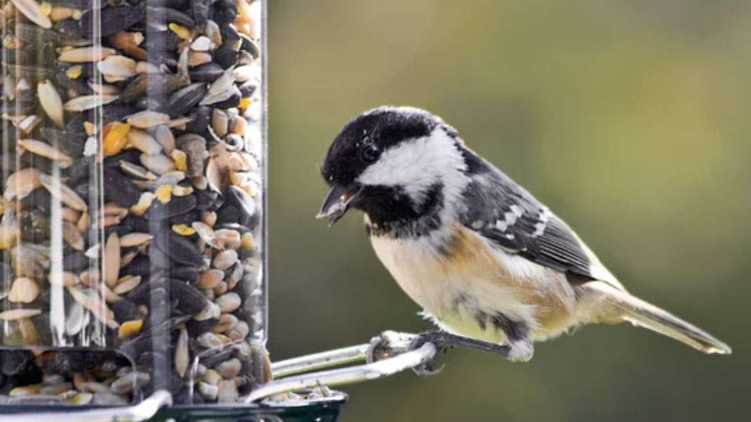 Chickadee