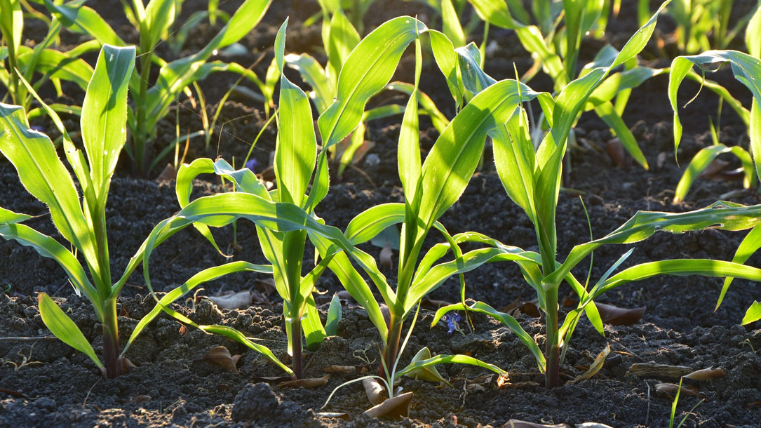 Corn Stalks