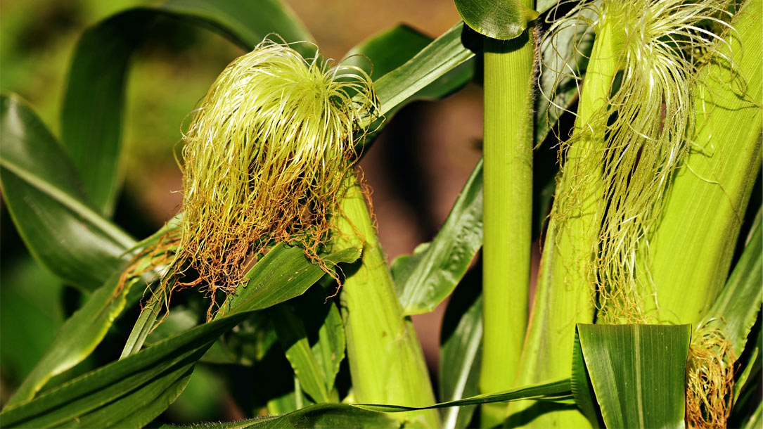 closeup of cornstalks