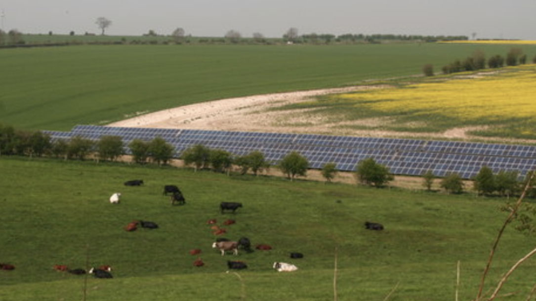Cows And Solar