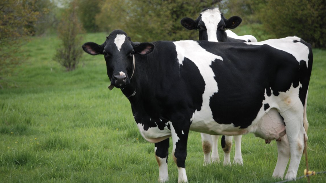 Dairy Cow