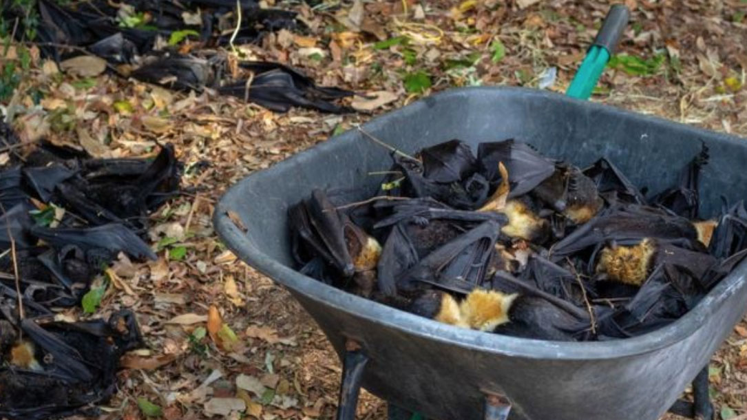 Dead Bats In Wheelbarrow