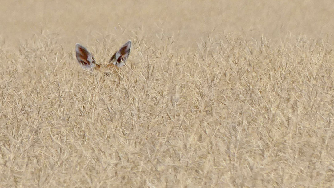 Deer In Wheat Field