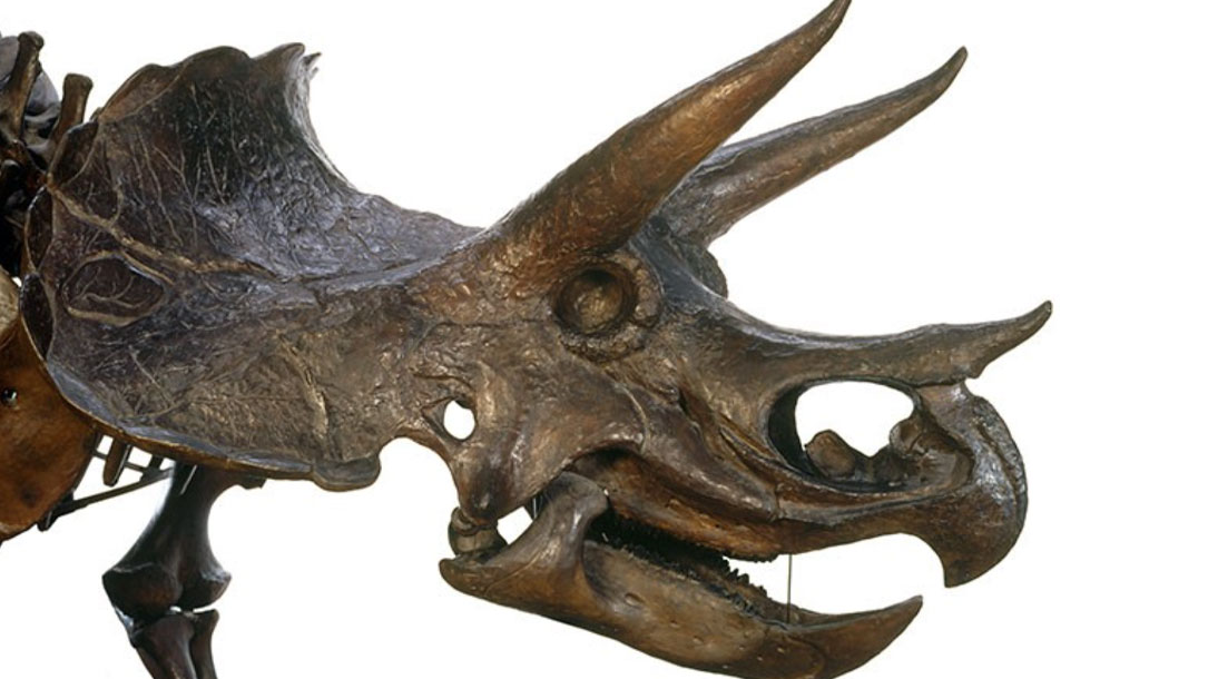 Dino Skull