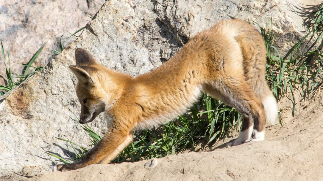 Downward Fox Dog