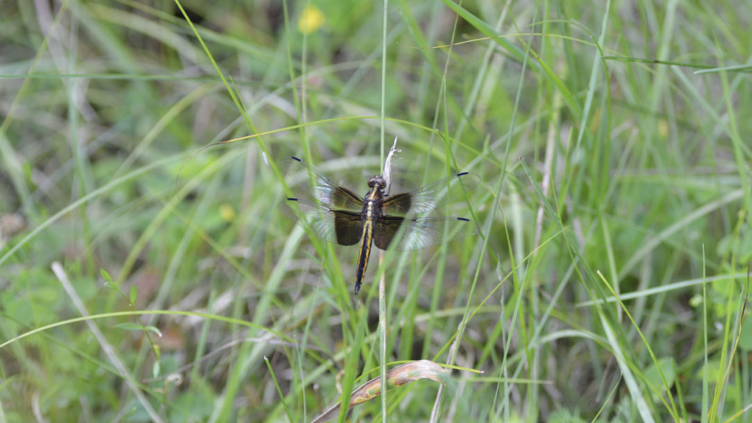 Dragonfly