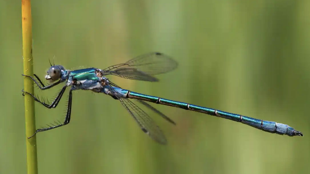 Dragonfly On Stem