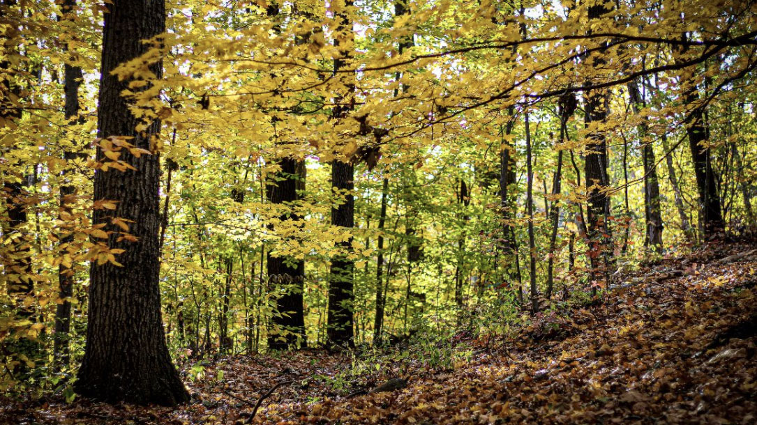 Early Fall Forest