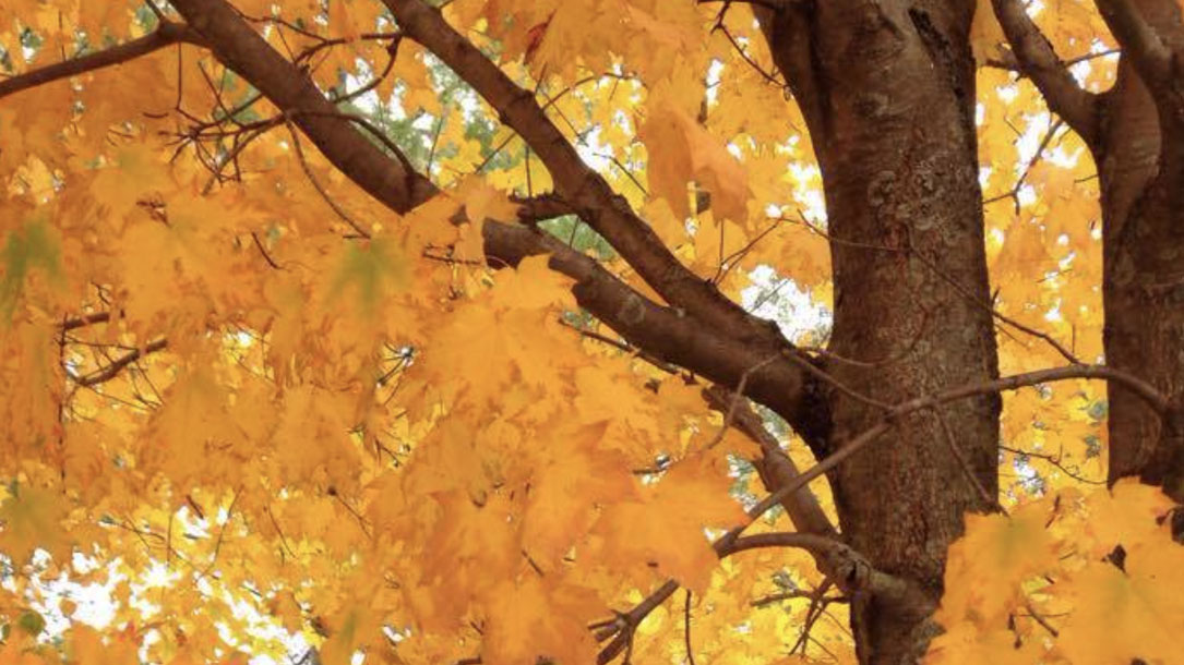 Fall Foliage In The Neighborhood