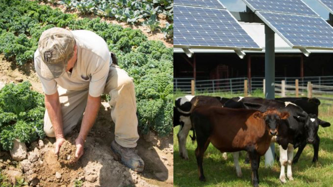 Farmer And Cows With Solar