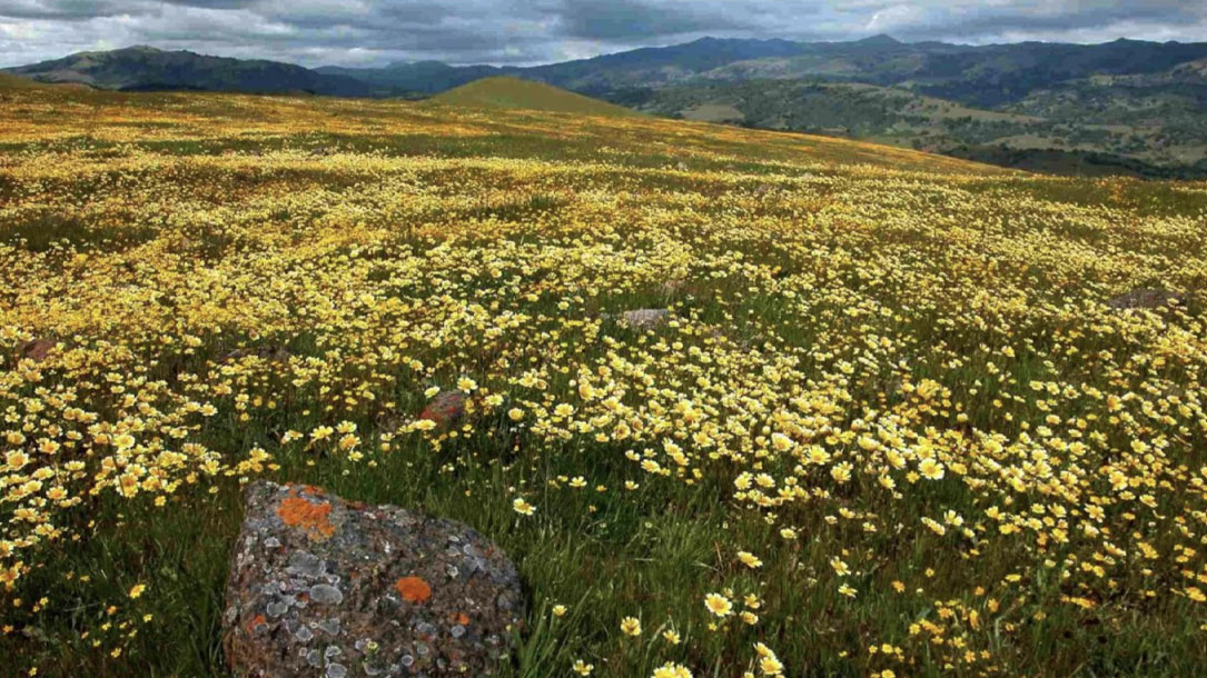 Flower Field