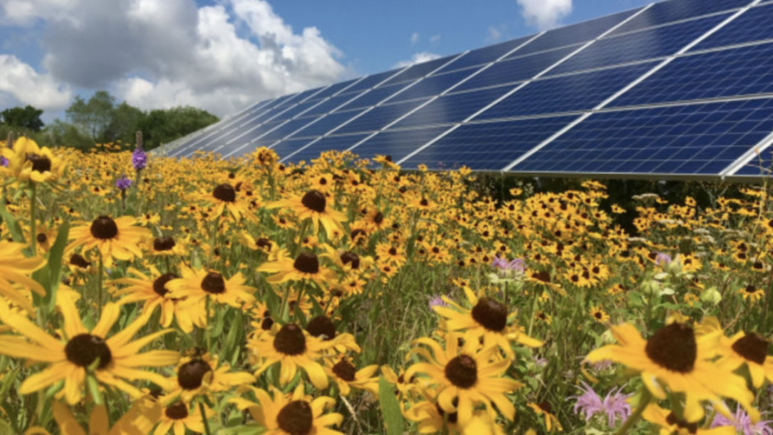 Flowers And Solar