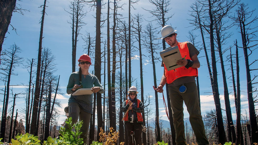 Forest Surveyors