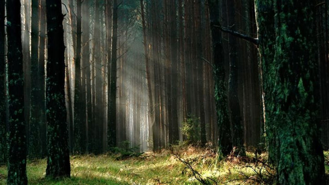 Forest With Light Beams Streaming In