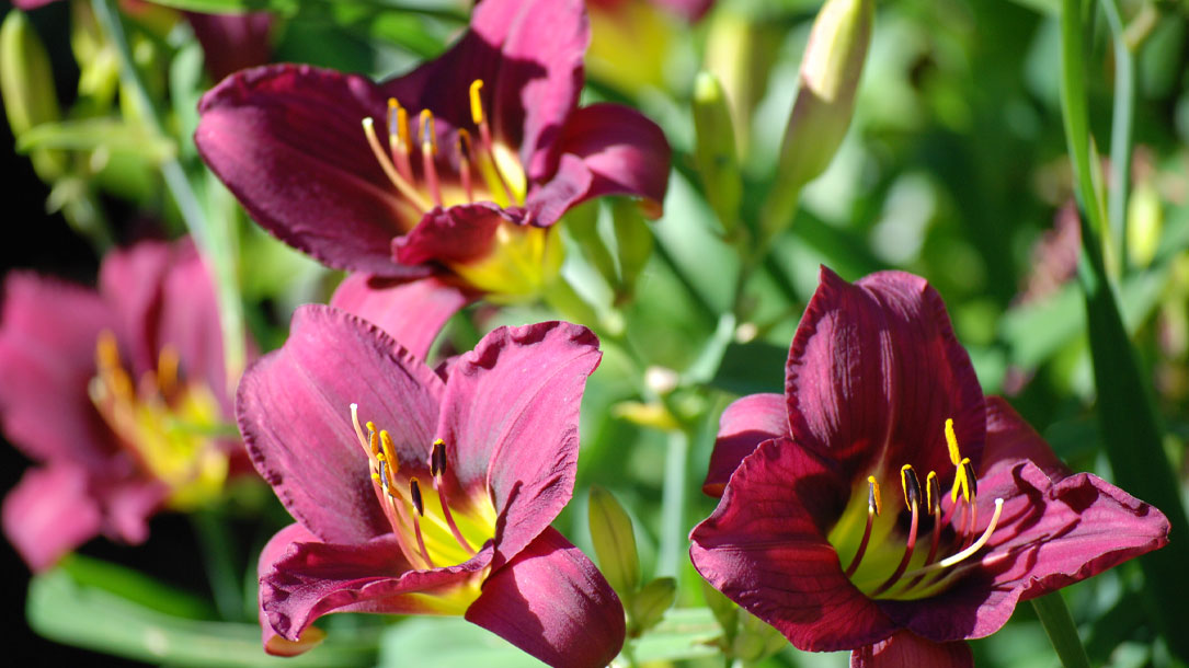 Fushia Flowers