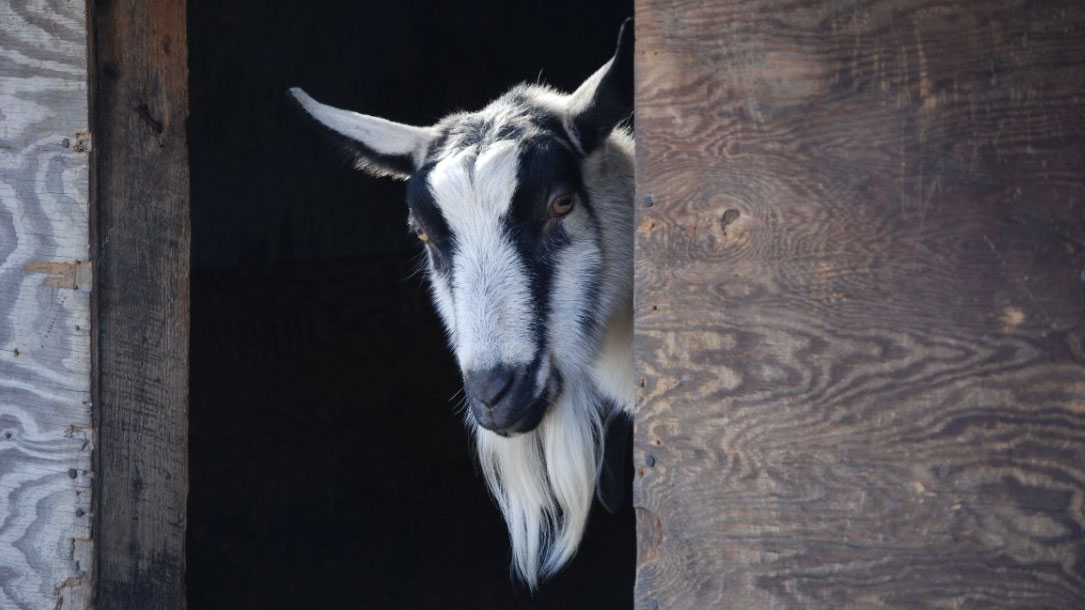 Goat Peeking Out Of Barn