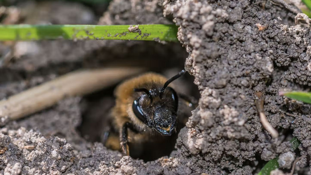 Ground Nesting Bee